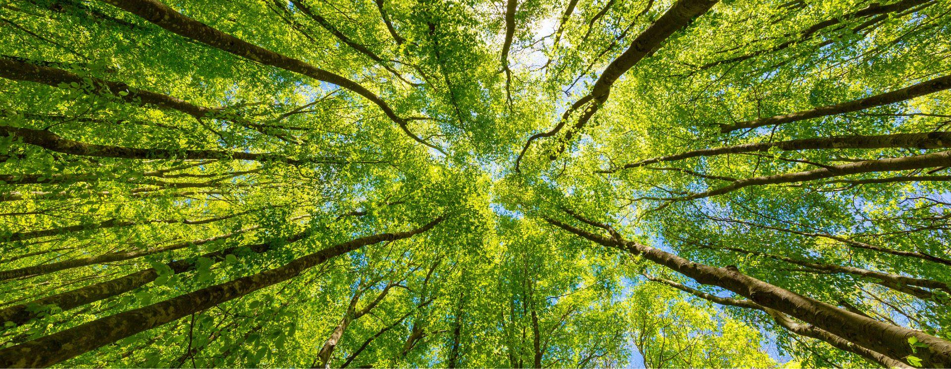 Il nostro impegno Green | Casalgrande Padana Il nostro impegno Green | Casalgrande Padana