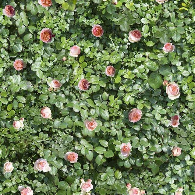 Limpha Coral Rose | Casalgrande Padana Limpha Coral Rose | Casalgrande Padana